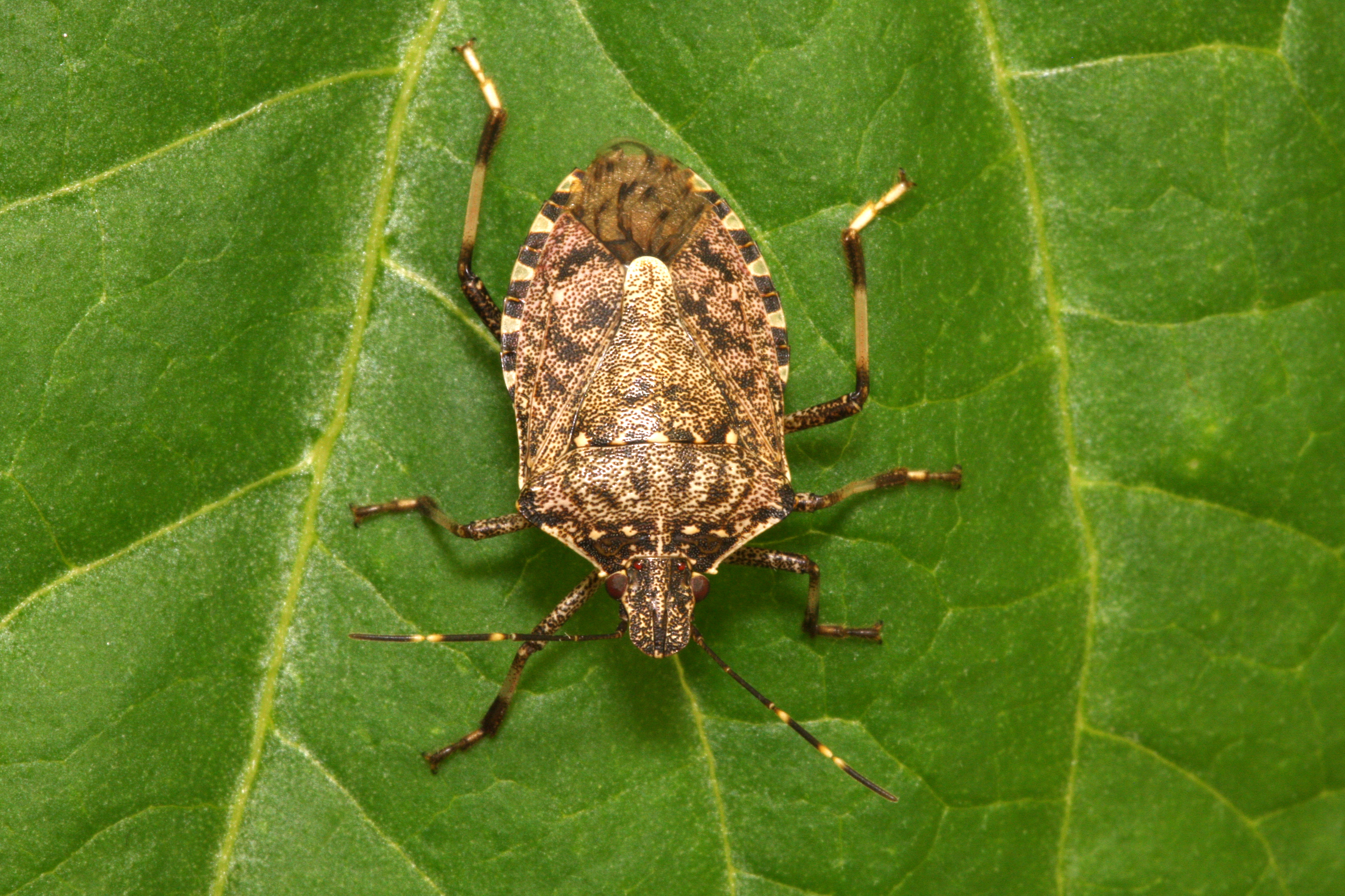 Mrmorirana smrdljivka. Wikipedija.